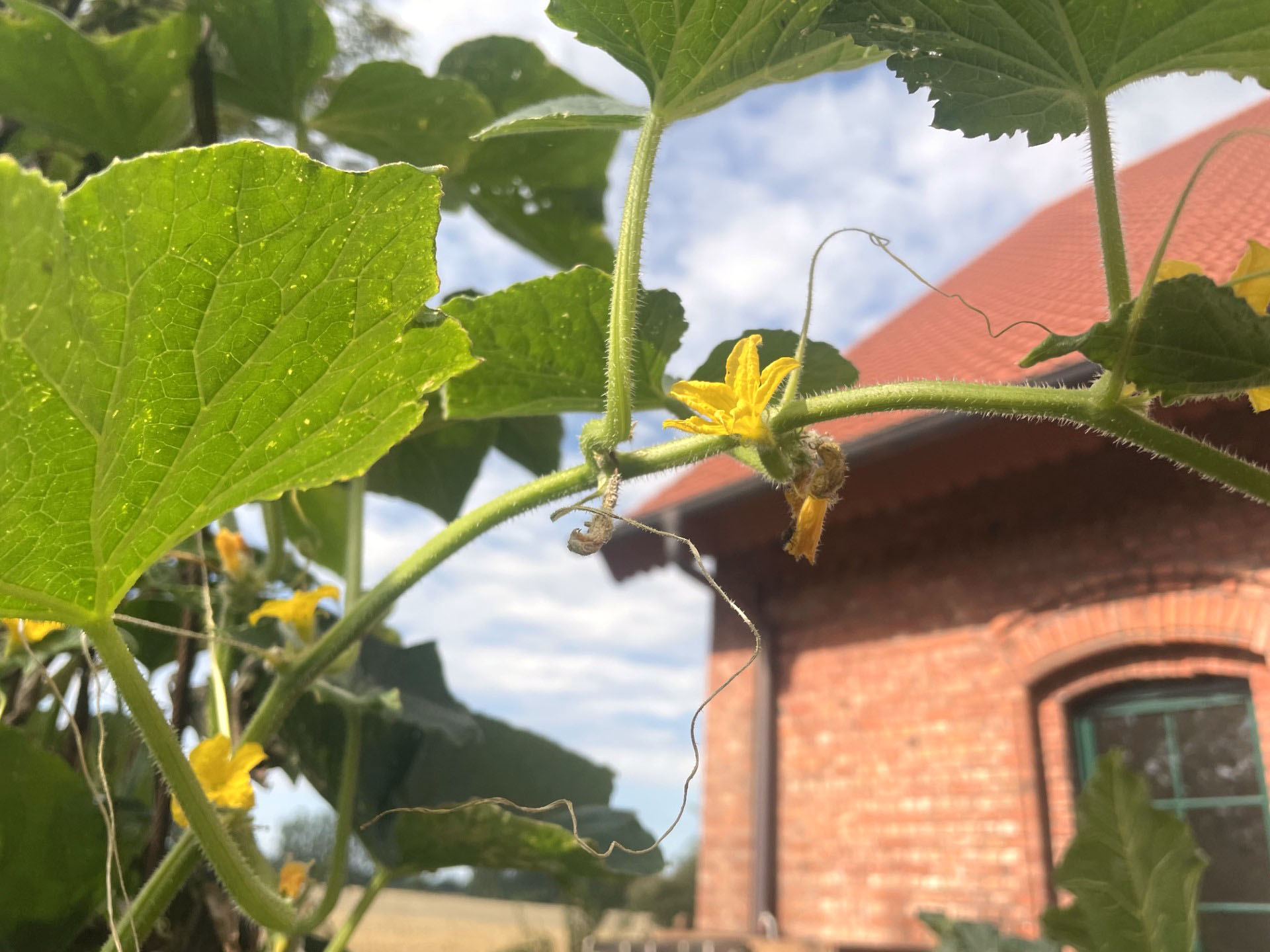Ernte am Hof