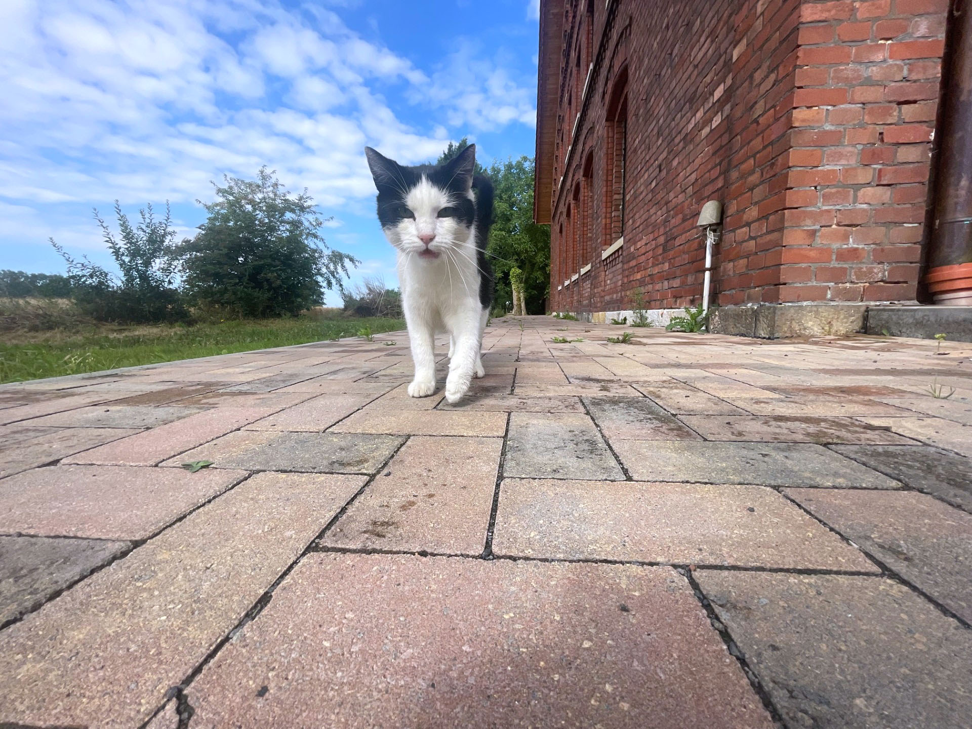 Hofkatze